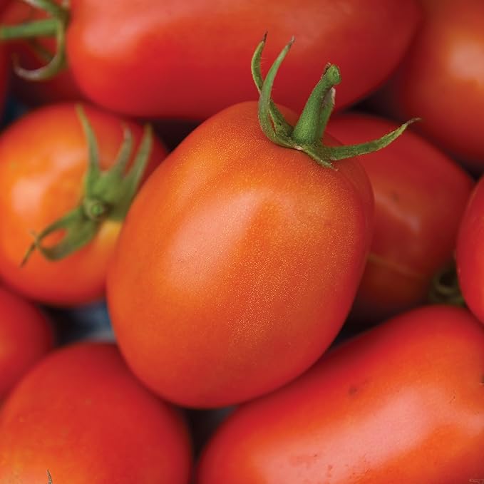 Burpee 'Roma VF' Heirloom Tomato Seeds - Non-GMO, Determinate, Paste Tomato, 500mg Seed Packet for Home Gardening
