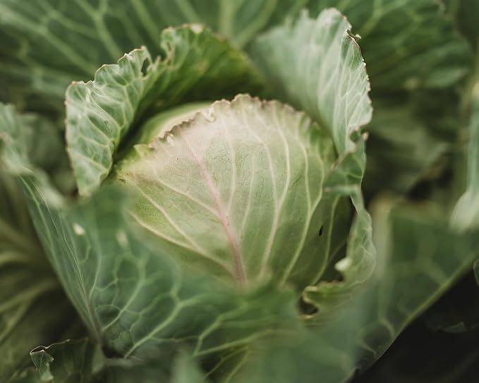 Copenhagen Market Cabbage - 100 Seeds - Heirloom & Open-Pollinated Variety, Non-GMO Vegetable Seeds for Planting Outdoors in The Home Garden, Thresh Seed Company