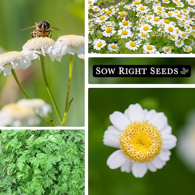 Sow Right Seeds - Feverfew Seeds for Planting - Non-GMO Heirloom Packet with Instructions to Plant an Outdoor or Indoor Herb Garden - Traditional Medicinal Herb, Make Tea & Extract for Migraines (3)