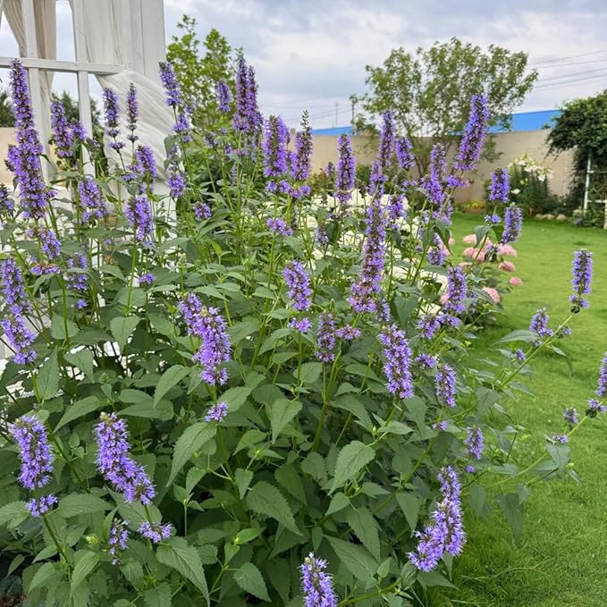 Mixrug Lavender Giant Hyssop Seeds for Planting, 100+pcs Rare Perennial Anise Hyssop Flower Seeds Plants, Non-GMO Heirloom Open Pollinated Beauty Home Garden for Outdoors