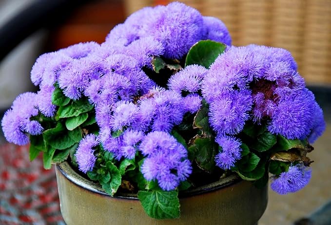 Ageratum Blue Ageratum houstonianum Flossflower Blue Mink Garden Seeds for Planting 400+ Seeds