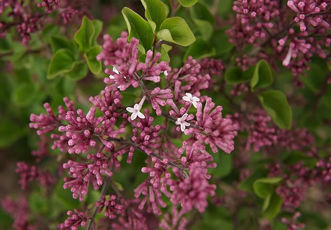 TriStar Plants - Dwarf Korean Lilac, 1 Gallon Trade Pot - Syringa Meyeri Palibin, Compact Shrub, Dwarf Bush, Flowering, Fragrant, Cold Hardy, Healthy Established Roots,