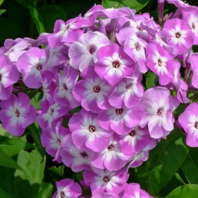 1000+ Phlox Seeds for Planting - Phlox Popstars Seeds Perennial Ground Cover Plants- Annual Flower for Home Garden