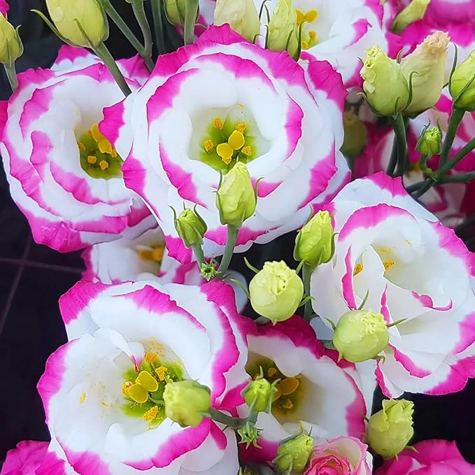 1050+Mixed Lisianthus Seeds for Planting-Perennial Eustoma Grandiflorum Flower Plants Seeds