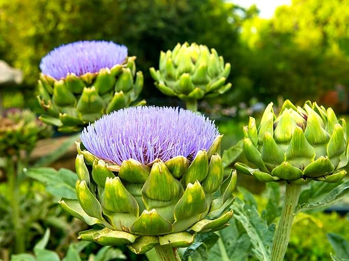 Artichoke Seeds 20 Seeds for Planting Non-GMO