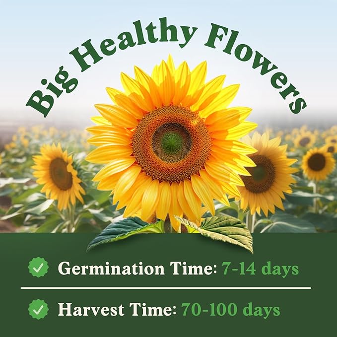Seedboy Organic Giant Mammoth Grey Sunflower Seeds for Planting Indoor and Outdoor, Non-GMO and USDA Certified Flower Seed Packet for Hydroponic Garden Indoor or Planting Outdoor (Giant Sunflower)
