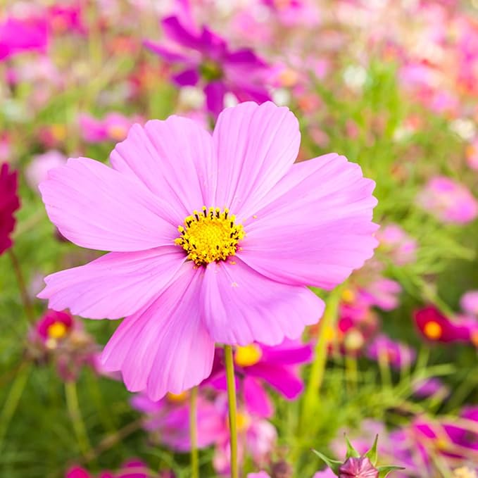 Mixrug 500pcs Pink Cosmos Seeds for Planting, Non-GMO Perennial Wildflower Seeds, Heirloom Rare Dwarf Garden Open Pollinated Flowers in Outdoors
