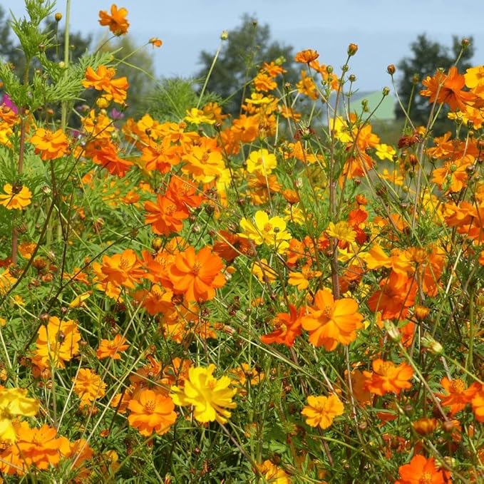 2,000 Seeds of Sulphur Cosmos, Bright Lights Mix by Seeds2Go