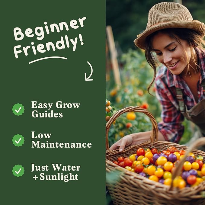 Seedboy Organic Rainbow Cherry Tomato Seeds for Planting Indoor and Outdoor, Non-GMO and USDA Certified Vegetable Seed Packet for Hydroponic Garden Indoor or Planting Outdoors (Cherry Tomato)