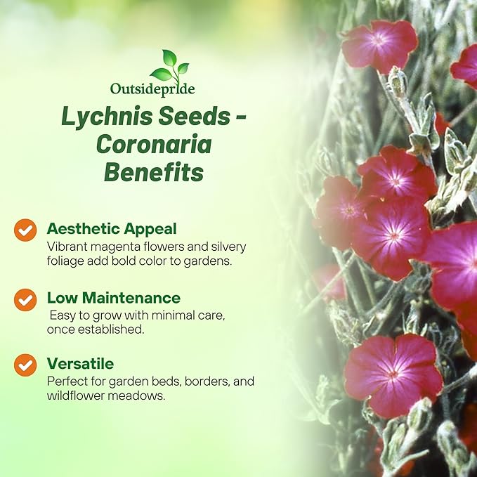 Outsidepride Coronaria Rose Lychnis Seeds - 5000 Pcs Perennial Flower Seeds with Long Blooming Season & Attractive to Pollinators, Easy to Propagate for Borders, Containers, or Cottage Gardens