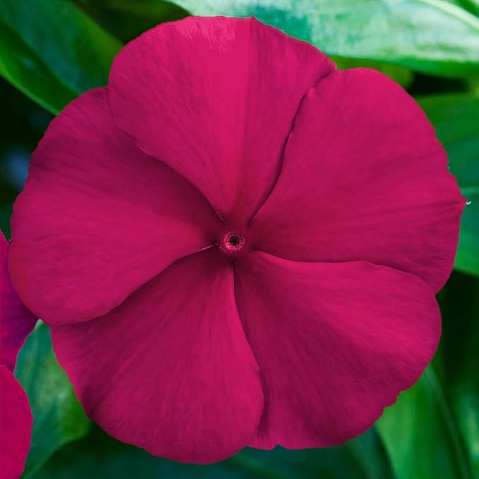 50+Periwinkle Vinca Seed for Planting Garden Flowers Ground Cover Plants