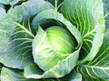 Late Flat Dutch Cabbage Seed, Heirloom, 100 Seeds, Non GMO Seed Tasty Healthy Veggie