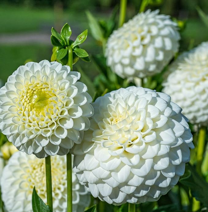 100 pcs Perennial Dahlia Labyrinth Flower Seeds for Planting - Exotic Labyrinth Non-GMO Garden Flower