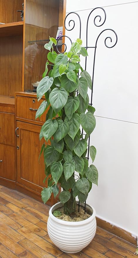 Hosley's 48 Inch High Set of 4 Wave Iron Trellis Ideal Gift for Floral Arrangements Wedding or Party and Use Next to Structures Home or Office or in Planters for Growing Plants Vines and Vegetables
