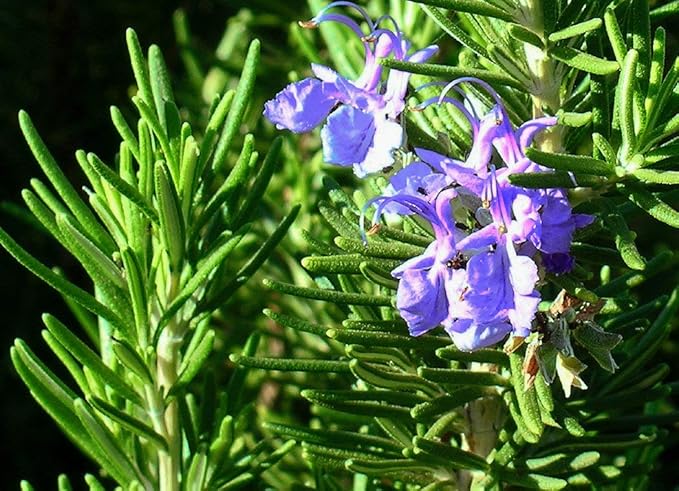 SeedsUP - 50+ Seeds Rosemary - Herb Green