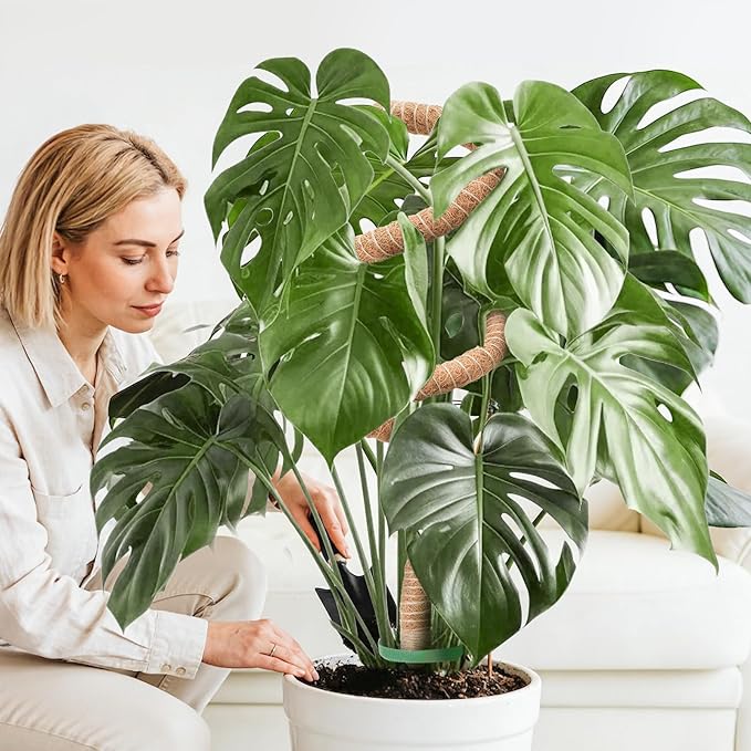 Monstera Plant Support 2 Pack 63 Inch Moss Pole Bendable Monstera Support for Climbing Plants Extra Large Handmade Moss Poles Aluminum Plant Support Stakes Indoor Grow Upwards