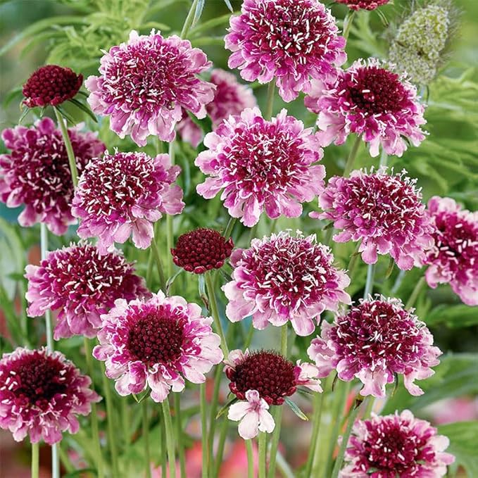 320+ Perennial Dwarf Double Scabiosa Pincushion Flower Seeds for Planting-Non-GMO Heirloom Plant Seeds Garden Outdoor