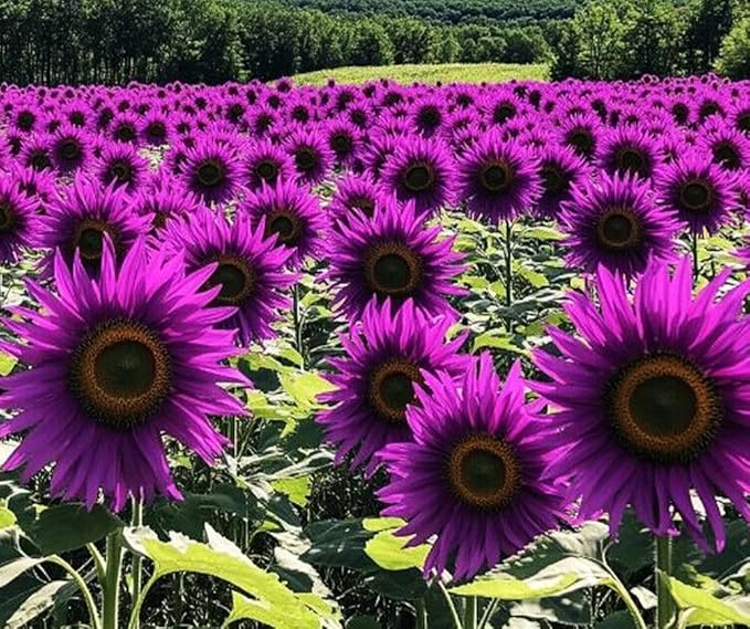 200Pcs Rare Purple Sunflower Seeds Beautiful Flower Home Garden Giants Perennial Rare Blooms Outdoors