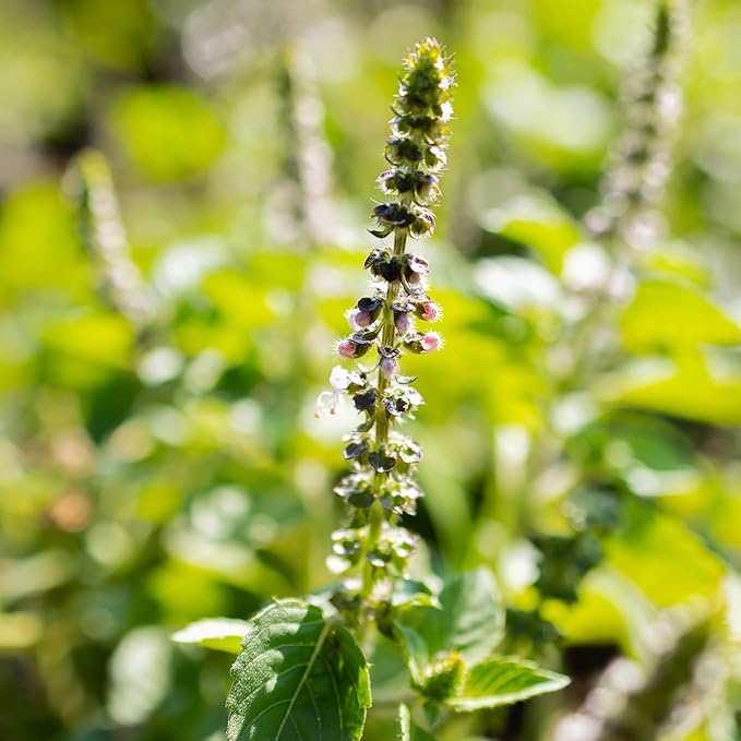 Banyan Botanicals Organic Temperate Tulsi Seeds– Tulsi (Holy Basil) Seeds – Kapoor Tulsi (Ocimum africanum) – Leaves & Flowers for Cooking or Tulsi Tea – 50 Count Open Pollinated Non-GMO Easy to Grow
