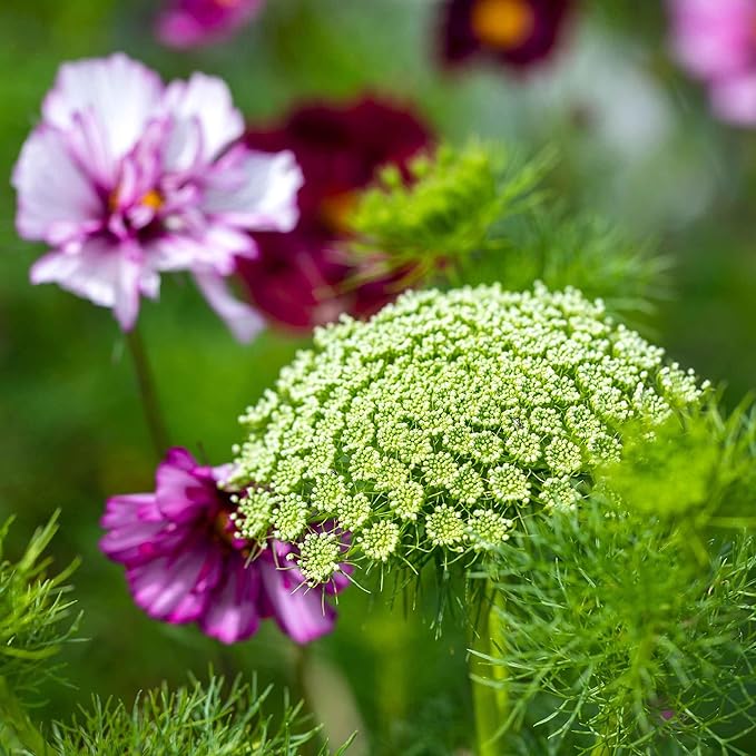 Eden Brothers Bishop's Flower Seeds - Green Mist