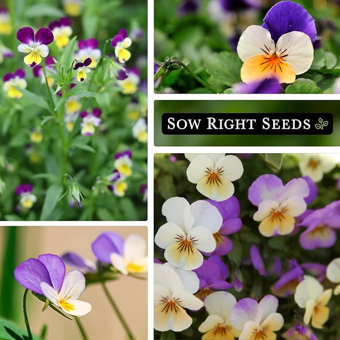 Sow Right Seeds - Violet, Johnny Jump-Up Flower Seed for Planting - Beautiful Flowers to Plant in Your Garden - Non-GMO Heirloom Seeds - Perfect for Spring Containers - Attract Pollinators (3)
