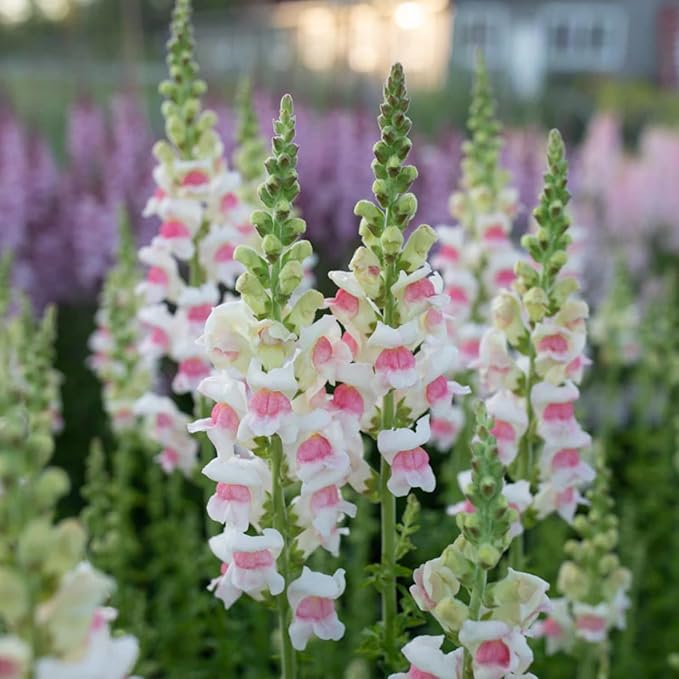 5000+ Mix Snapdragon Flower Seeds for Planting, Beautiful Flowers to Plant in Your Garden; Non-GMO Heirloom Seeds; Wonderful Gardening Gifts