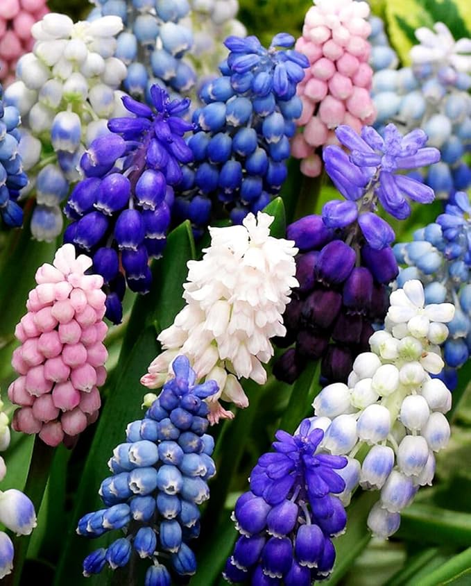 Muscari Mix Bulbs - Perennial Muscari Mixture Grape Hyacinth | Fragrant and Narrow Strap Shaped Flowers - Size 8-9 cm (10 Bulbs)