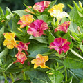 Outsidepride Marbles Mixed Four O'clock Flower Seeds - 200 Pcs Perennial Fragrant, Trumpet-Shaped Blooms, Deer-Proof & Easy to Grow, for Pollinator & Evening Gardens, Containers, Hedges, or Borders