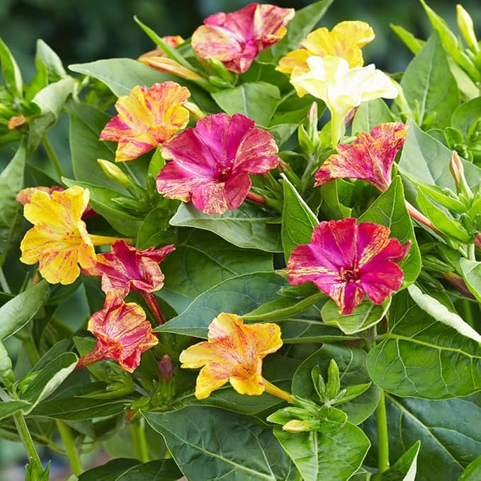 Outsidepride Marbles Mixed Four O'clock Flower Seeds - 100 Pcs Perennial Fragrant, Trumpet-Shaped Blooms, Deer-Proof & Easy to Grow, for Pollinator & Evening Gardens, Containers, Hedges, or Borders