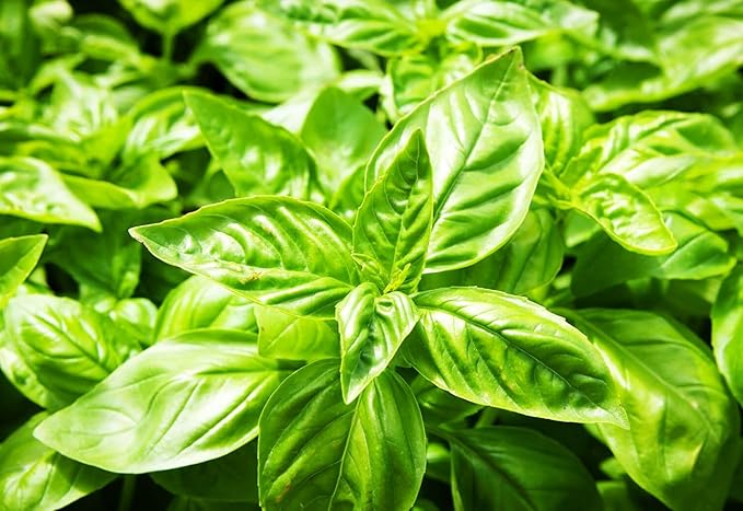 500+ Pcs Large Basil Seed Collection for Planting -Sweet, Opal, Thai, and Giant Leaf Basil - Non-GMO Heirloom Grow Indoors or Outdoor (Sweet Basil)