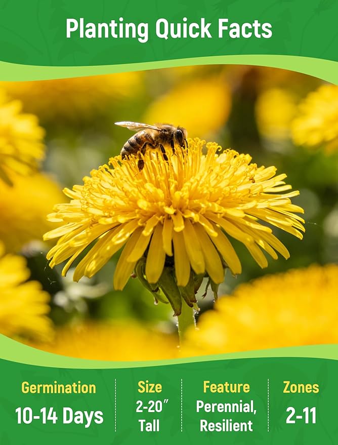 Dandelion Seeds for Planting - 4,000+ Heirloom Dandelion Herb Seeds (Taraxacum officinale), Edible Leaves Flowers Roots, Medicinal Garden, Pollinator-Friendly, Non-GMO