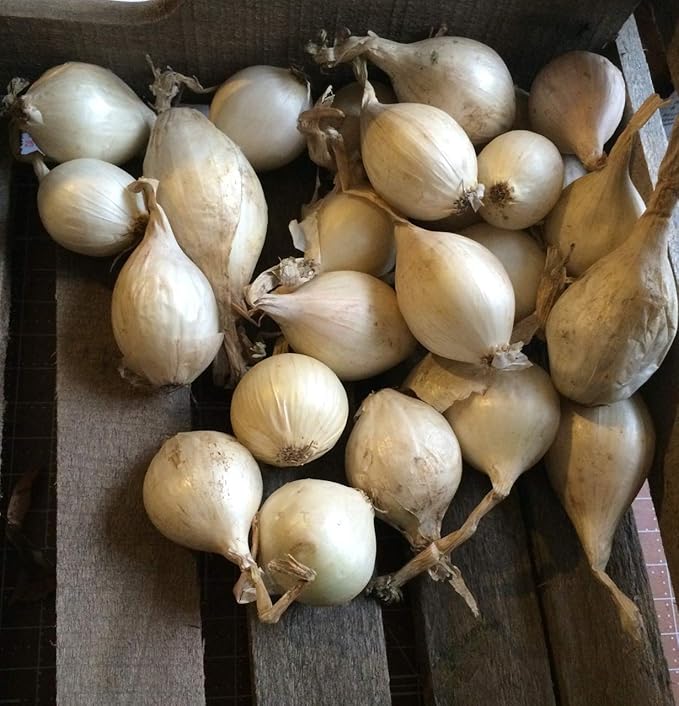 Onion Sets White(100 bulbs) Garden Vegetable