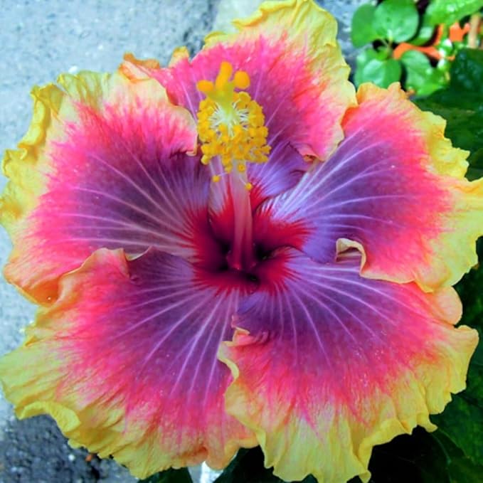 Exotic Hibiscus Flower Seeds, 30pcs, Striking Dark Tones, Drought-Tolerant, Partial Shade, for Outdoor Landscaping and Containers