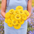 Eden Brothers Zinnia Seeds - Benary Giant Golden Yellow