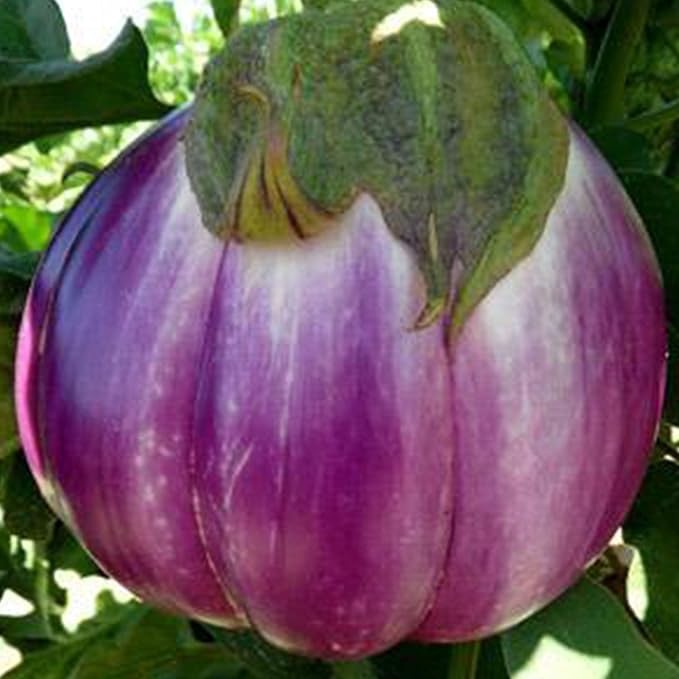 Rosa Bianca Eggplant - 1 OZ ~6,160 Seeds - Open Pollinated, Non-GMO, Farm & Vegetable Gardening Seeds
