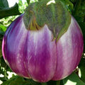 Rosa Bianca Eggplant - 1 OZ ~6,160 Seeds - Open Pollinated, Non-GMO, Farm & Vegetable Gardening Seeds