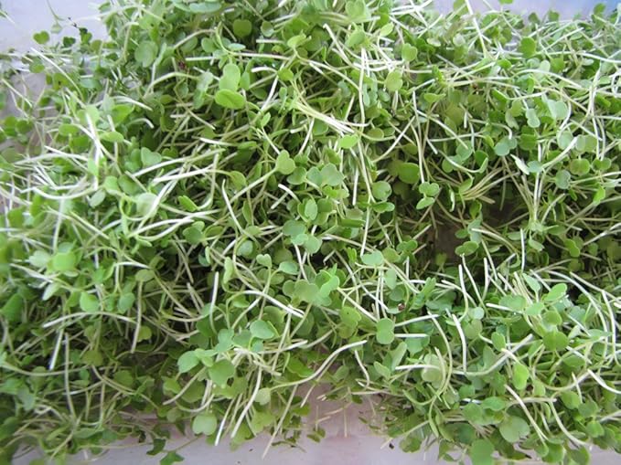 The Salad Bar Mix Seeds for Sprouting microgreens, 8 Ounce "COOL BEANS n SPROUTS" Brand,Broccoli, Alfalfa, Radish, Kale, Mustard, Arugula, Cress, Mung Bean, Garbanzo Bean