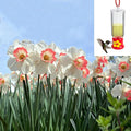 Pink & White Dutch Daffodil Flowers – 6 Bulbs + Bonus Hummingbird Feeder | Large Cupped Perennials - Spring Bloom | Hardy in Zones 3–8 | Butterfly & Bee Attracting-Deer Resistant