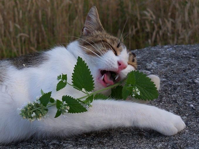 NIKA SEEDS - Seeds Herb Catmint (Catnip, Catswort, Catwort, Catnep, Field Balm, Nepeta Cataria) for Cat Heirloom - 100 Seeds
