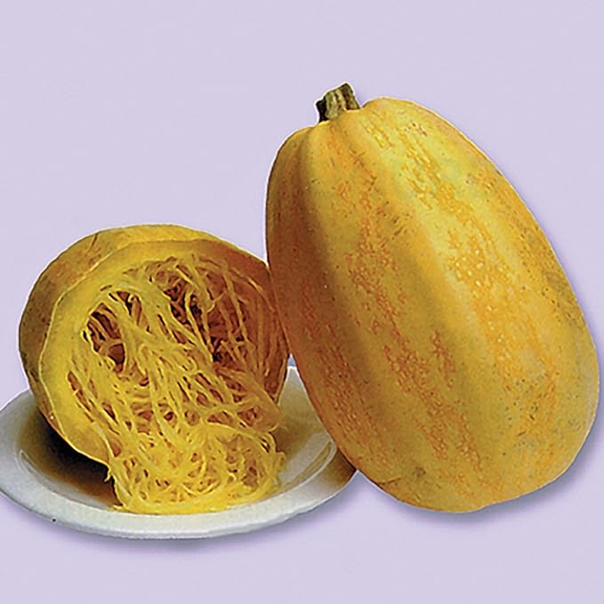 CEMEHA SEEDS - Seeds Zucchini Courgette Squash Spaghetti Yellow Non GMO Vegetable for Planting