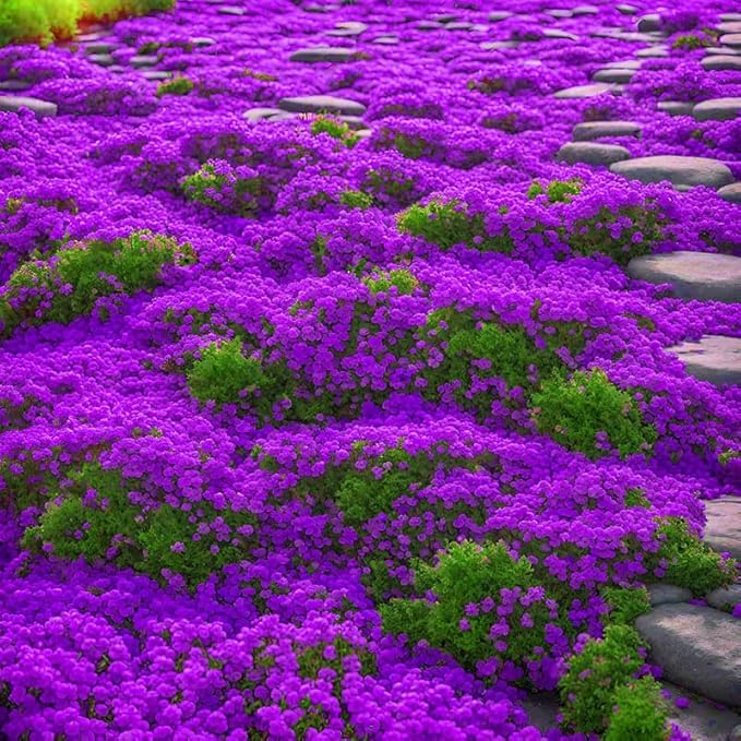 18000+ Magic Creeping Thyme Seeds for Planting Ground Cover Plants Heirloom Flowers Perennial Thyme Non-GMO Thymus Serpyllum Seed