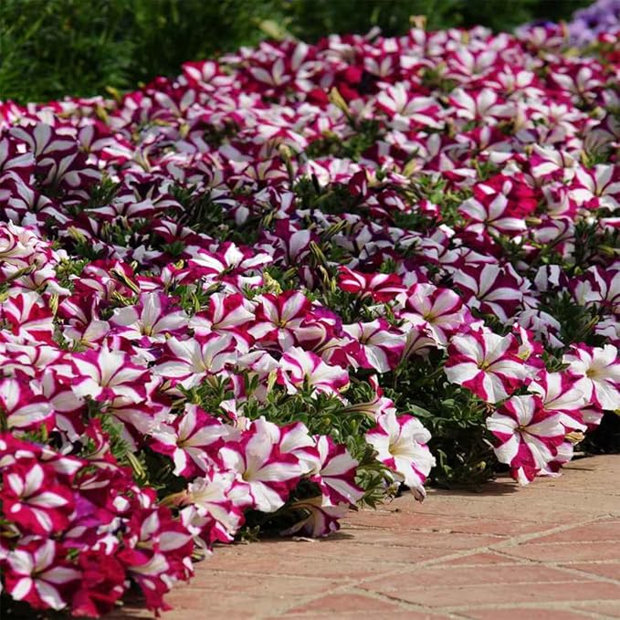 1000 Petunia Double Mix Seeds Easy to Grow Hanging Basket Flower for Planting Garden Home Garden Balcony Multicolor Flowers Seeds