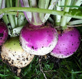 Food Plot Seeds for Planting - Grow Food for Deer, Turkey, Elk, Phesants, Quail and Other Wild Game (Purple Top Turnips - 100 Seeds)