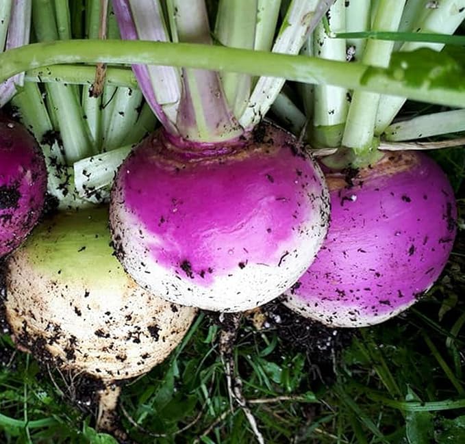 Food Plot Seeds for Planting - Grow Food for Deer, Turkey, Elk, Phesants, Quail and Other Wild Game (Purple Top Turnips - 100 Seeds)
