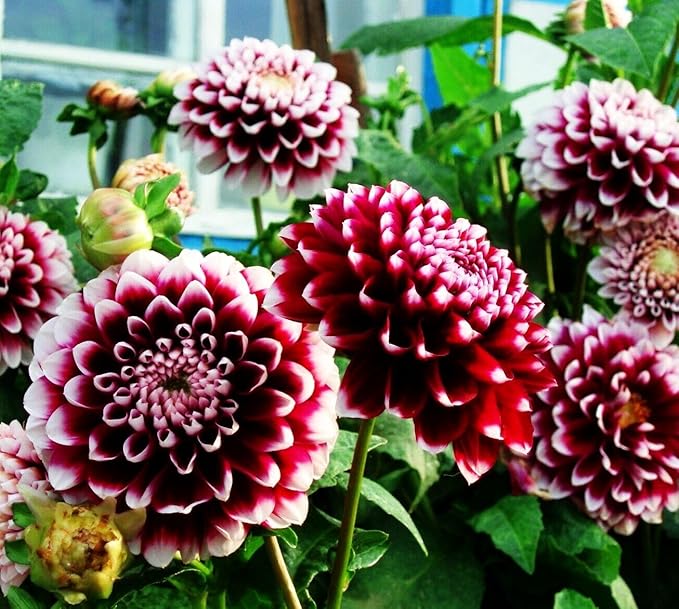 100 pcs Perennial Dahlia Labyrinth Flower Seeds for Planting - Exotic Labyrinth Non-GMO Garden Flower