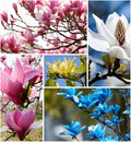 10 Magnolia Flower Seeds for Planting, Mixed Color Perennial Yulania Flower Seed, Non-GMO Heirloom Magnolia Flower Seeds for Home Garden Outdoor