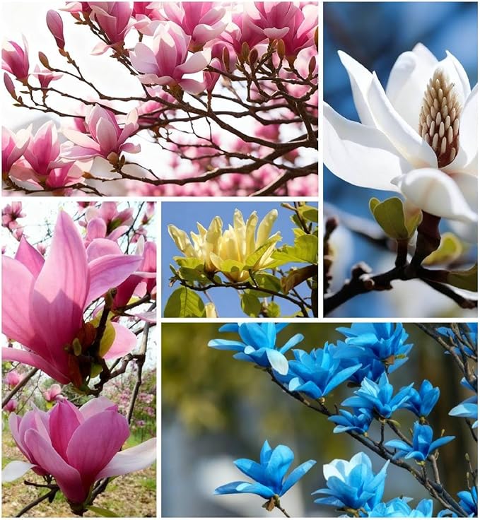 10 Magnolia Flower Seeds for Planting, Mixed Color Perennial Yulania Flower Seed, Non-GMO Heirloom Magnolia Flower Seeds for Home Garden Outdoor