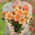 Eden Brothers Dahlia Tubers (Collarette) - Kelsey Annie Joy