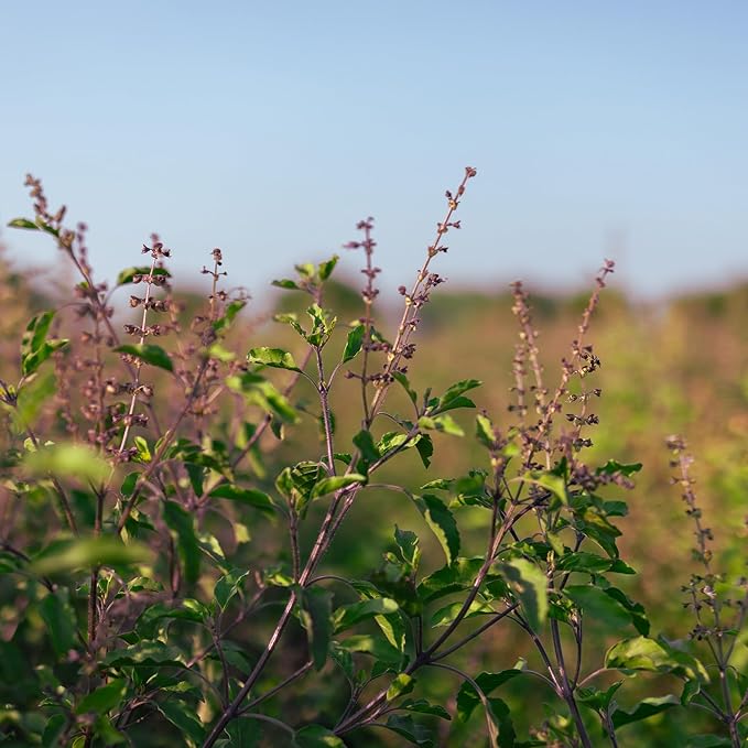 Banyan Botanicals Organic Krishna Tulsi Seeds – Ocimum Sanctum – Holy Basil Tulsi Seeds to Grow Ornamentally & for Herbal Use – 50 Count – Open Pollinated Non-GMO Easy to Grow