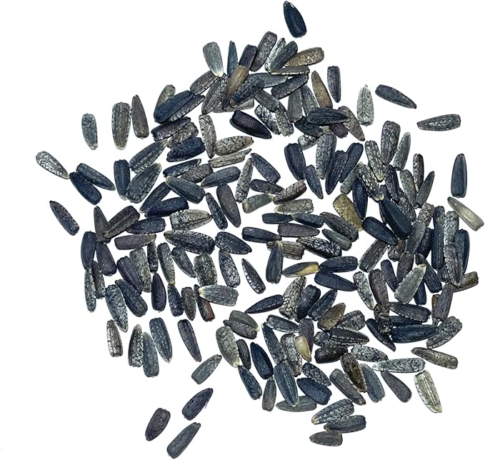 Seed Needs Sunflower Seeds for Planting Italian White Sunflowers - Heirloom & Open Pollinated Flower Seed to Plant Pale Yellow Flowering Plants in a Butterfly Garden (5 Packs)